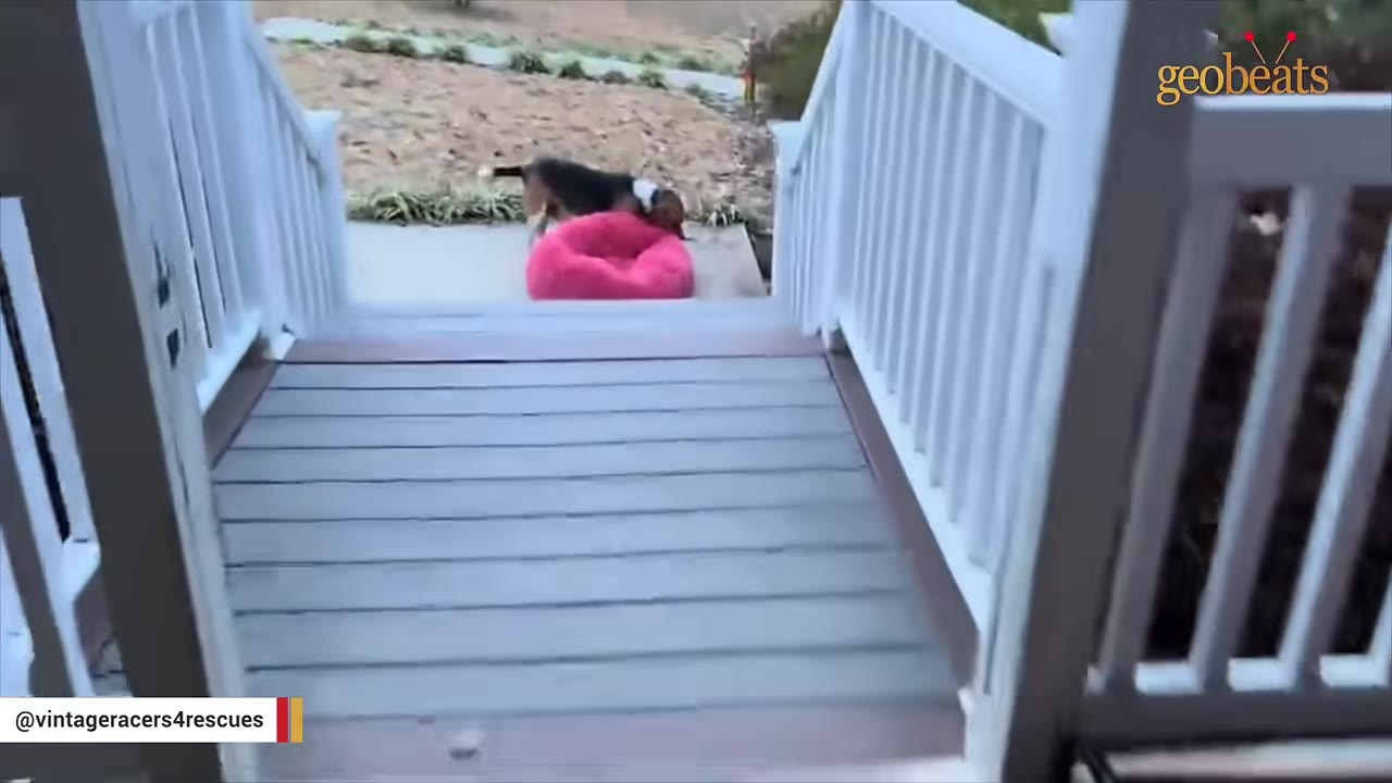 A beagle carrying a round pink pet bed down an outdoor wooden ramp.