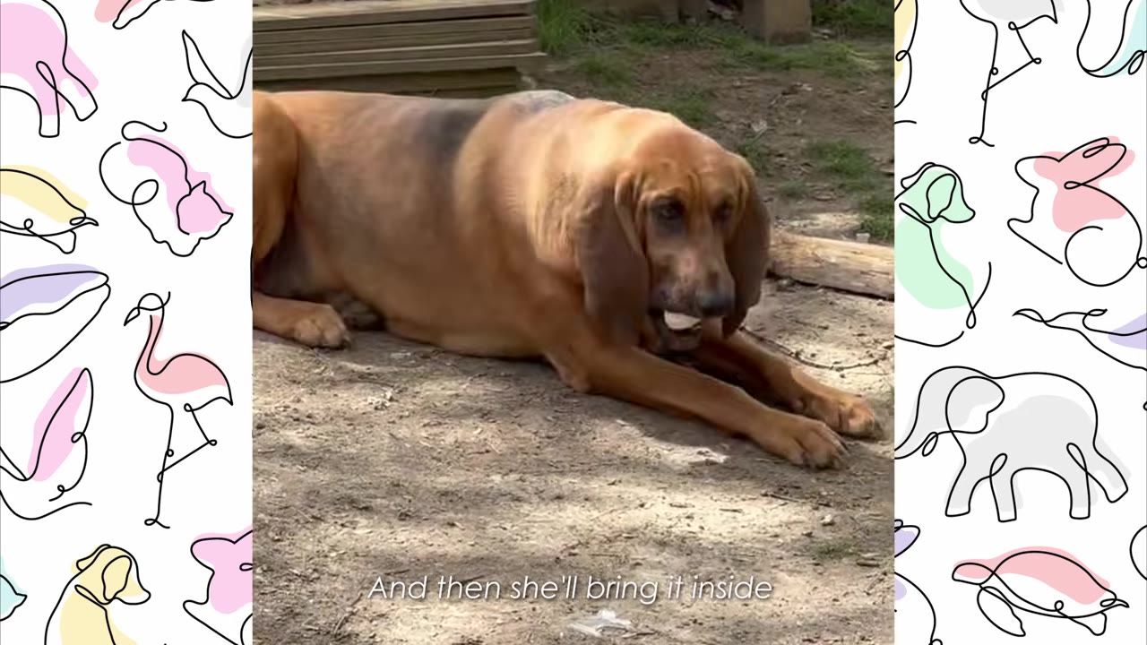 A brown bloodhound lying down on the ground, gently holding a white egg in its mouth.