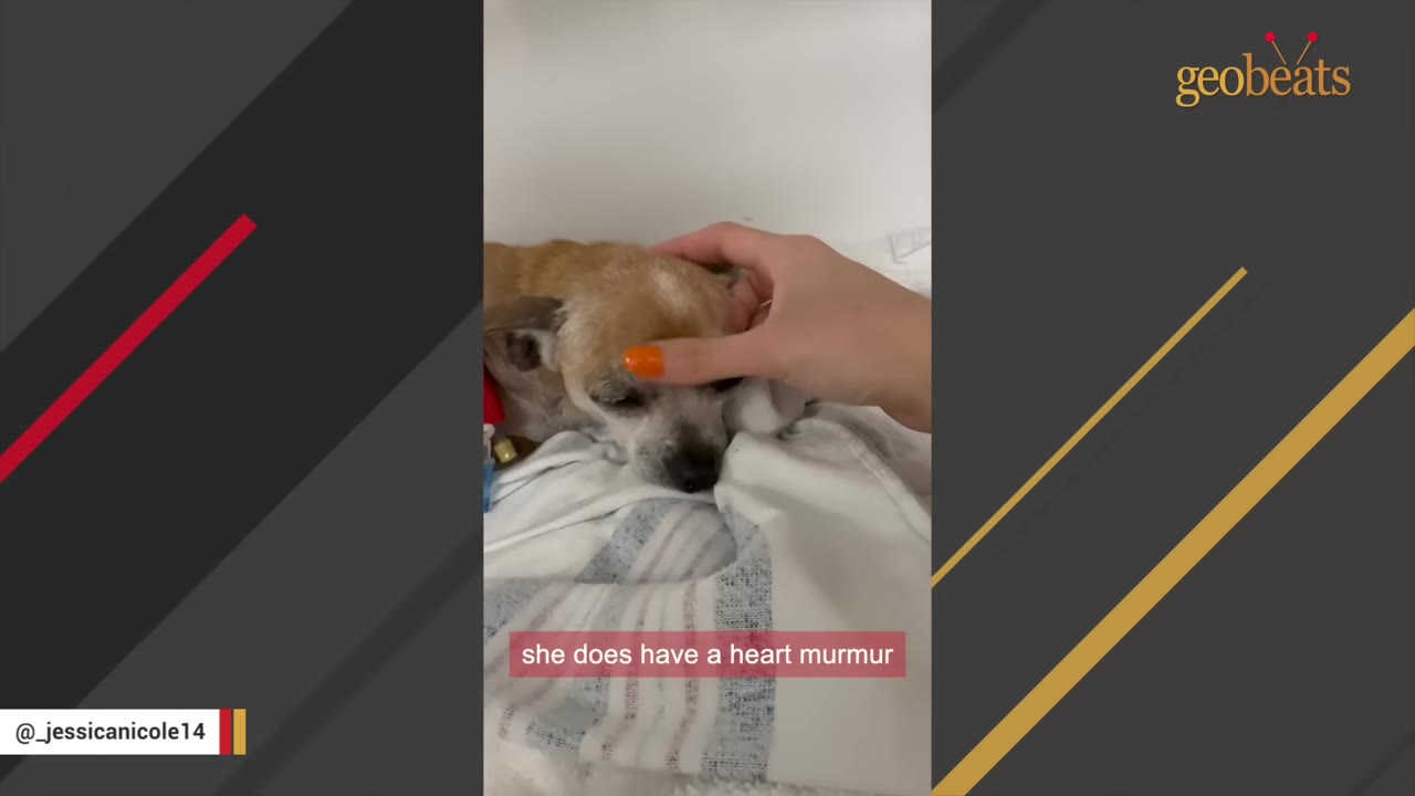 A small, senior tan dog lies on a white blanket at a clinic while a hand with orange nail polish gently pets its head, with a caption reading 'she does have a heart murmur'.