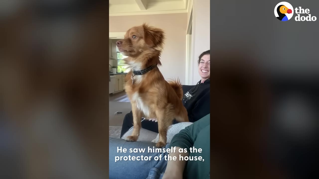 A fluffy brown dog stands alertly on a couch, looking forward with a watchful expression, while a woman smiles in the background.