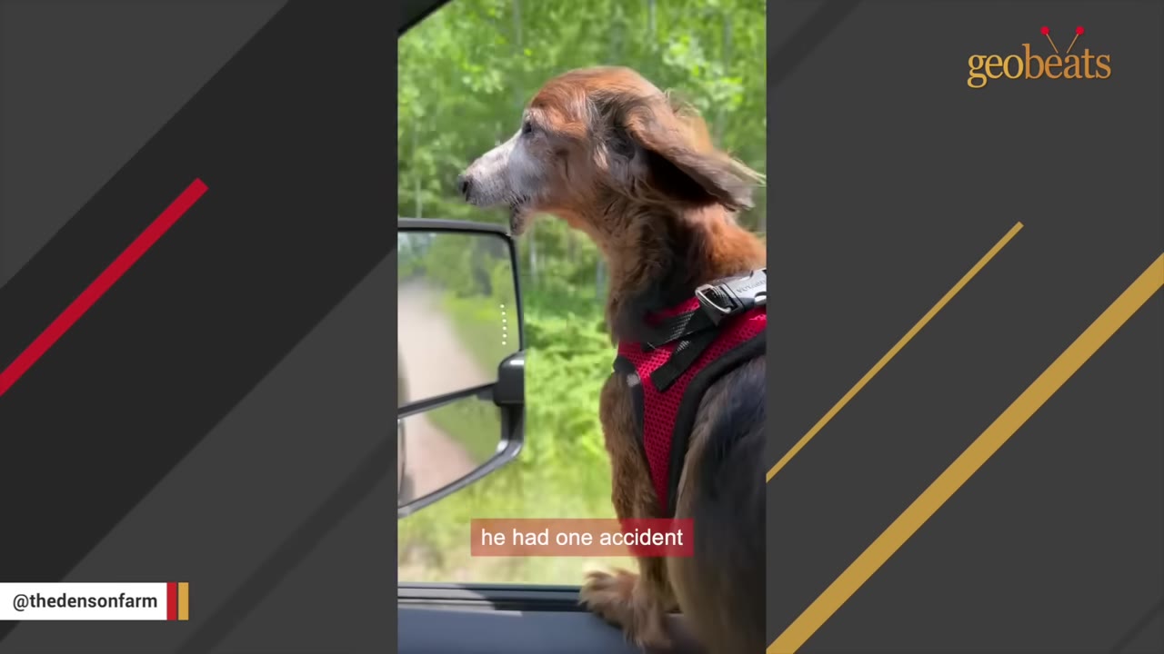 A small brown dachshund wearing a red harness looks out of a car window with its ears blowing in the wind, with text overlay reading 'he had one accident'.