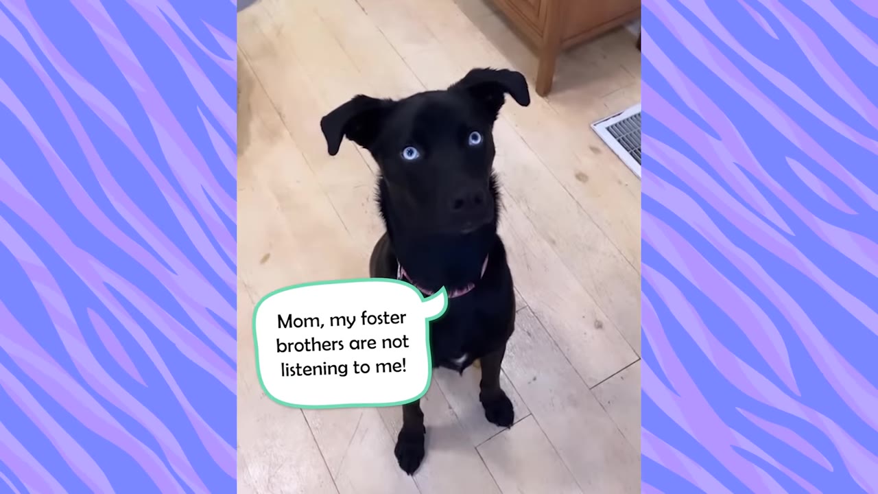 A black dog with striking blue eyes sits on a wooden floor, looking up with a speech bubble that reads, 'Mom, my foster brothers are not listening to me!'