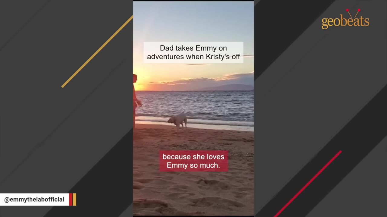 A yellow Labrador retriever stands on a sandy beach at sunset next to the ocean, with text overlay reading 'because she loves Emmy so much.'
