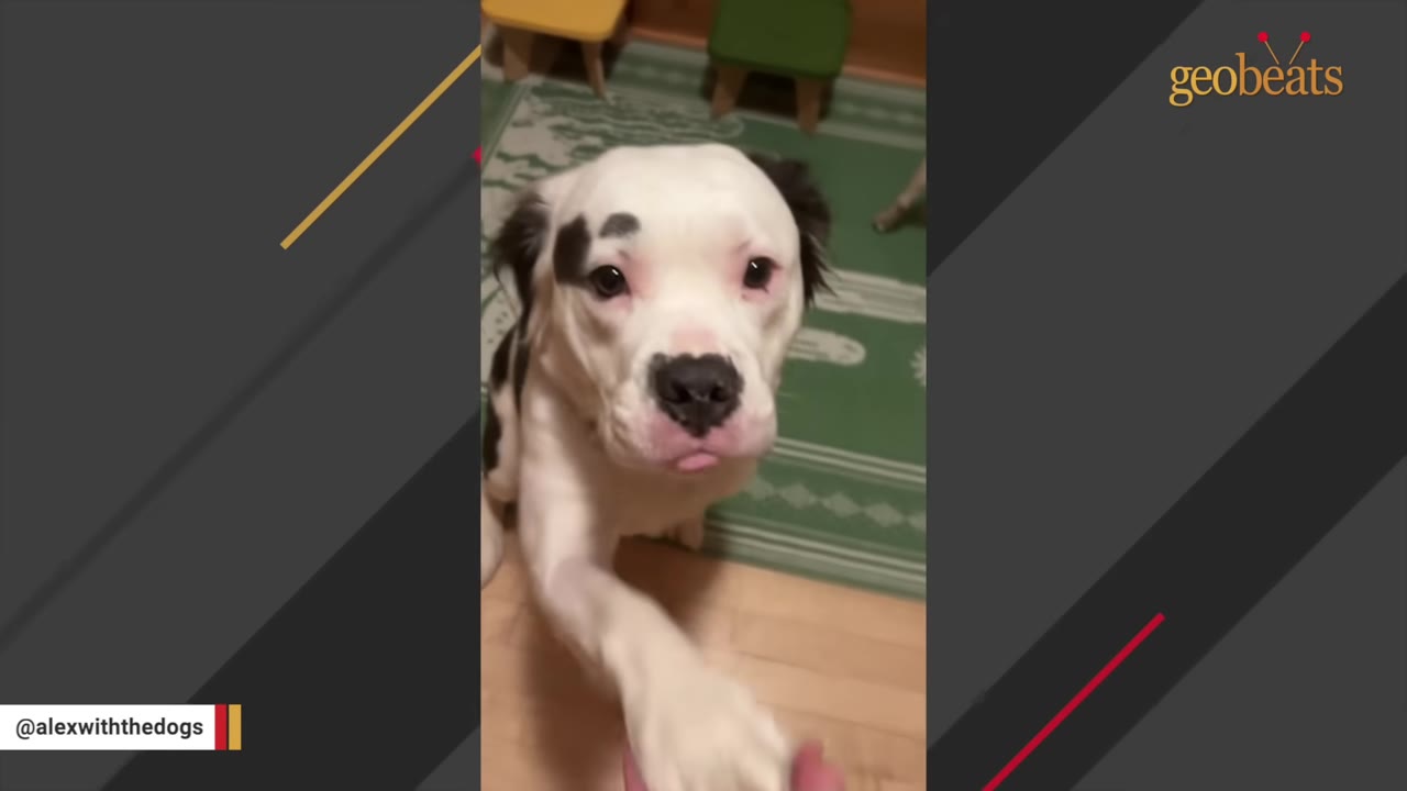 A black and white dog with a distinctive black spot over her right eye lifts her paw to shake hands with a person.