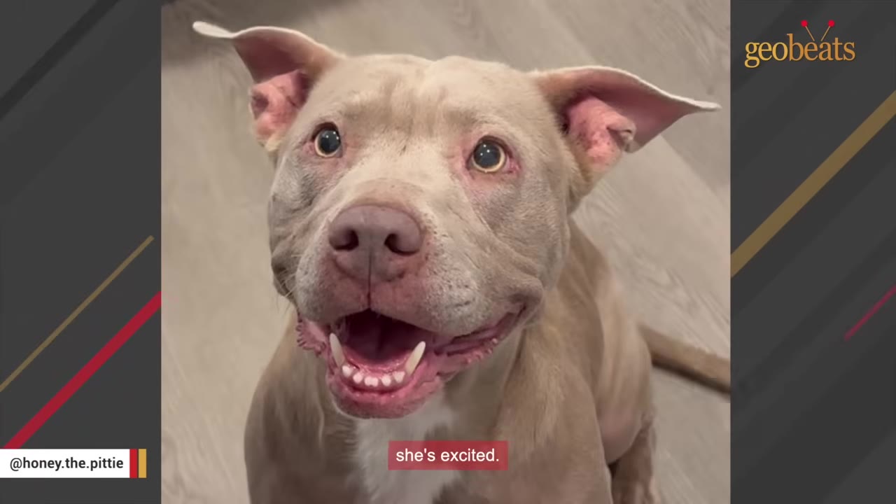 A close-up shot of a light brown pit bull looking up with a wide, happy smile and bright eyes.