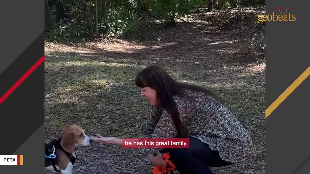 A woman crouching down in a wooded area, smiling and reaching her hand out to a beagle wearing a harness.