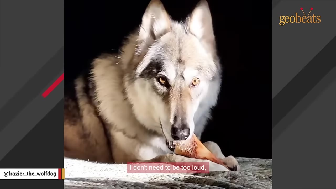A close-up of Frazier the wolfdog looking directly at the camera with bright eyes while lying down.
