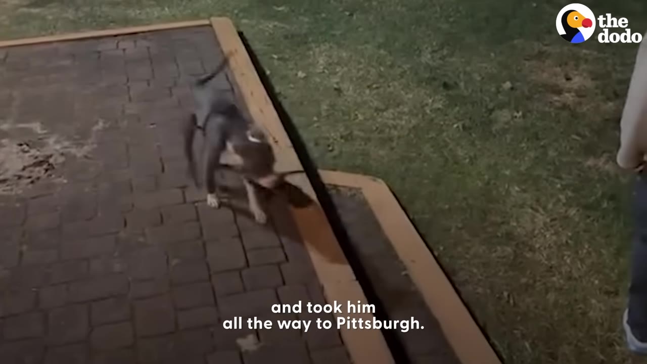 A grey and white dog on a leash walks on a brick pathway next to a grassy area at night.