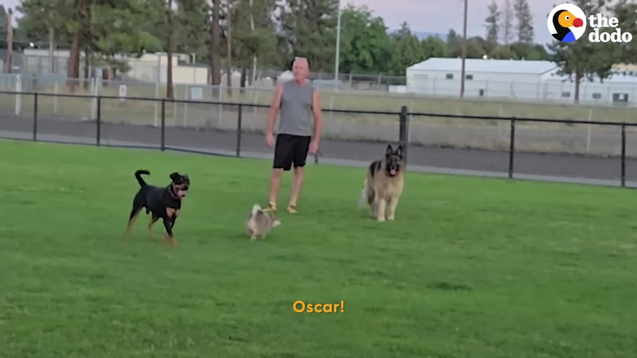 A black and tan dog runs on a green lawn in a park towards a small dog, while a man and a German Shepherd stand in the background near a fence.