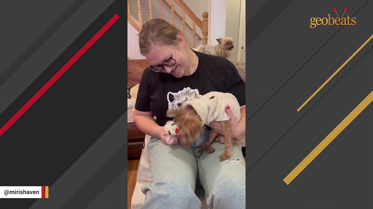 A woman wearing glasses sits and holds a small brown dog wearing a white sweater, presenting a small plush toy to the dog.