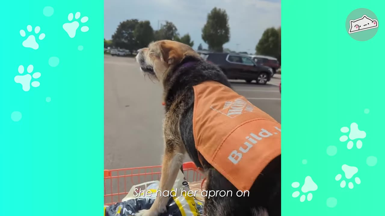 A medium-sized dog wearing an orange Home Depot-style apron sits in a shopping cart in a parking lot.
