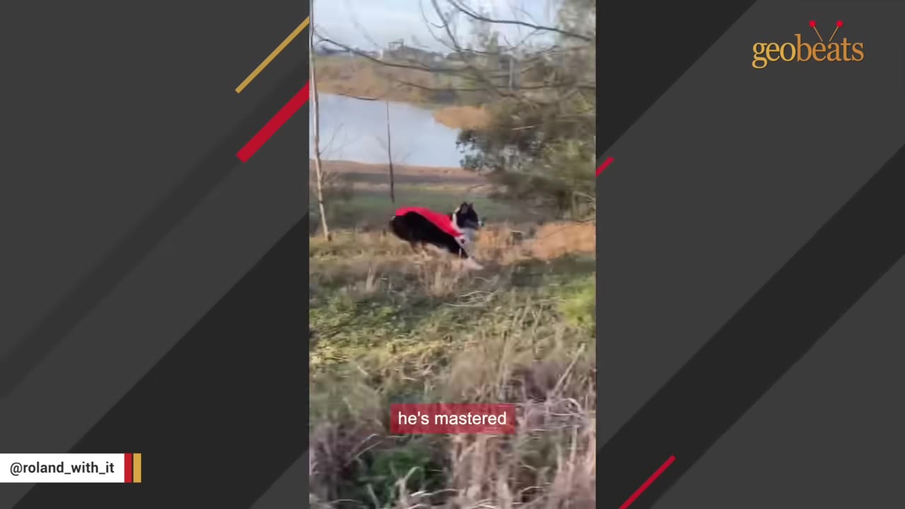 A black and white dog wearing a red cape runs across a grassy hill near a body of water.