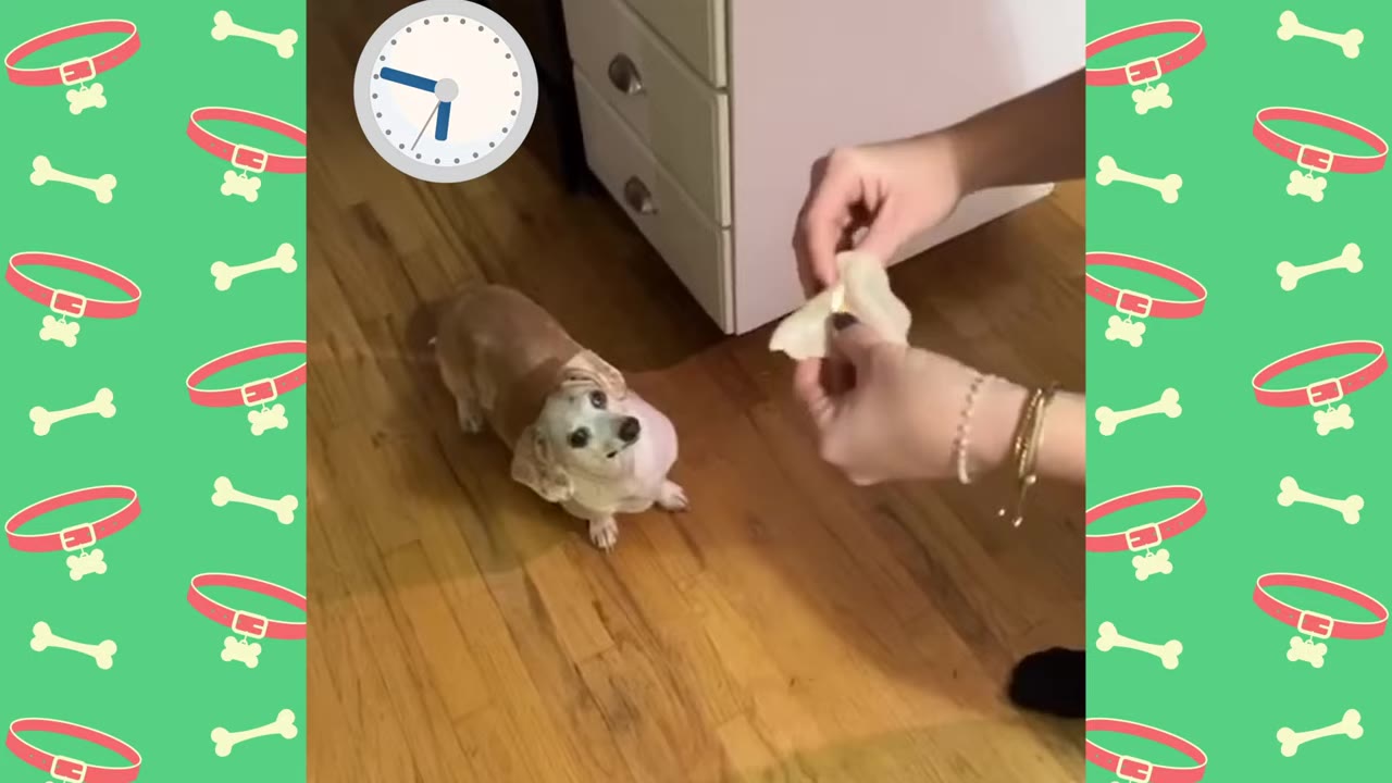 A small dachshund looks up expectantly at a person's hands preparing a treat, with a clock graphic overlaid in the upper left corner.