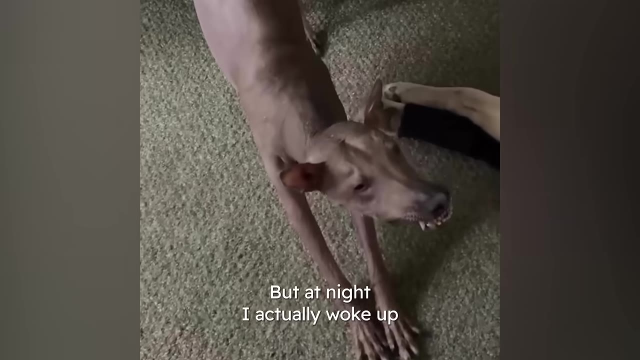 A hairless dog stretching on a carpeted floor with text overlay reading 'But at night I actually woke up'.