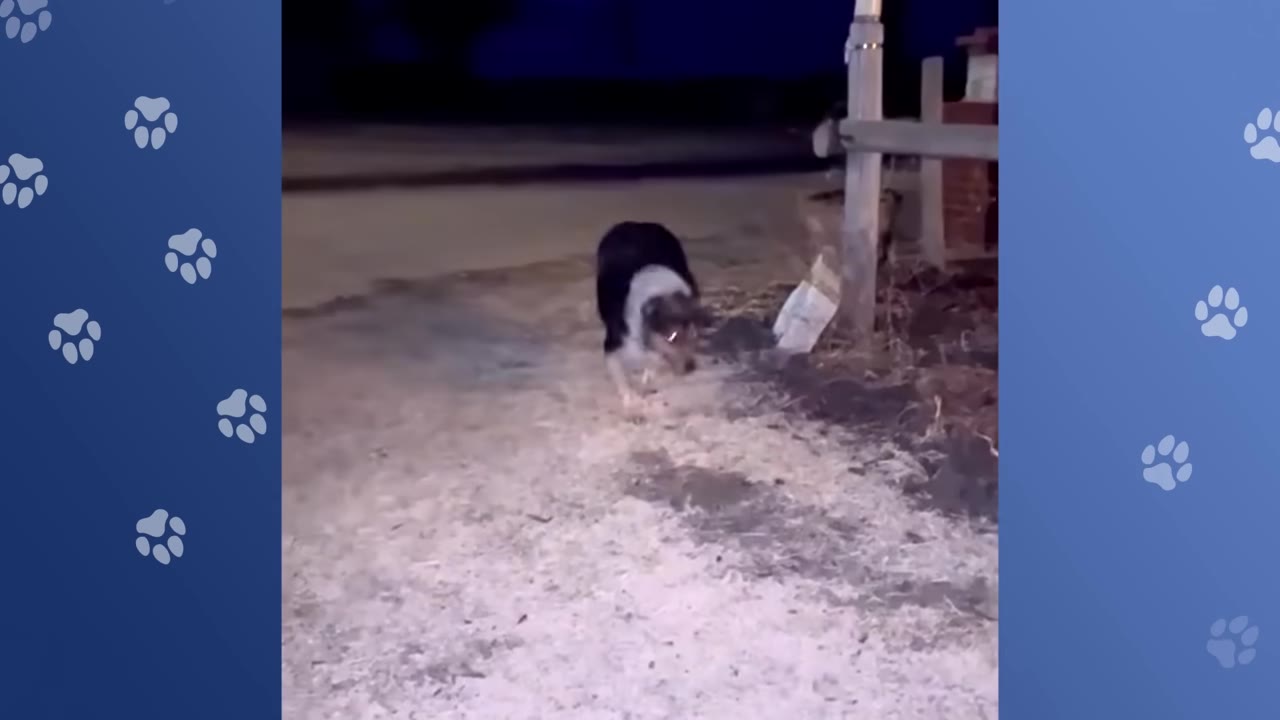 A black and white dog walking outside at night near a wooden fence.