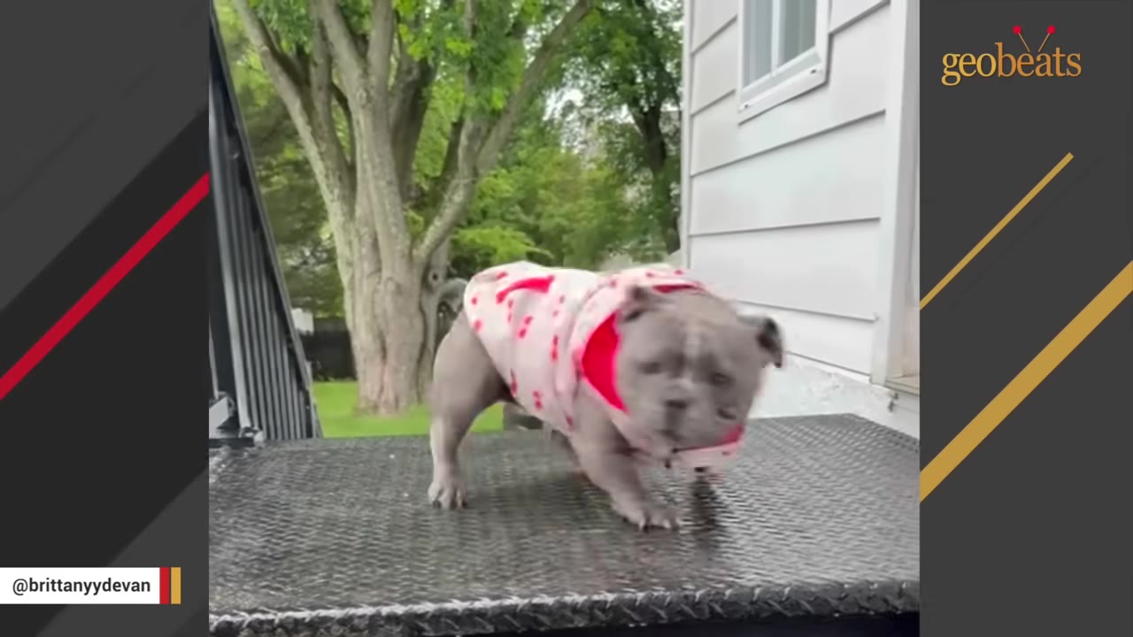 A small grey bulldog wearing a pink and red patterned sweater runs excitedly on a metal outdoor platform.