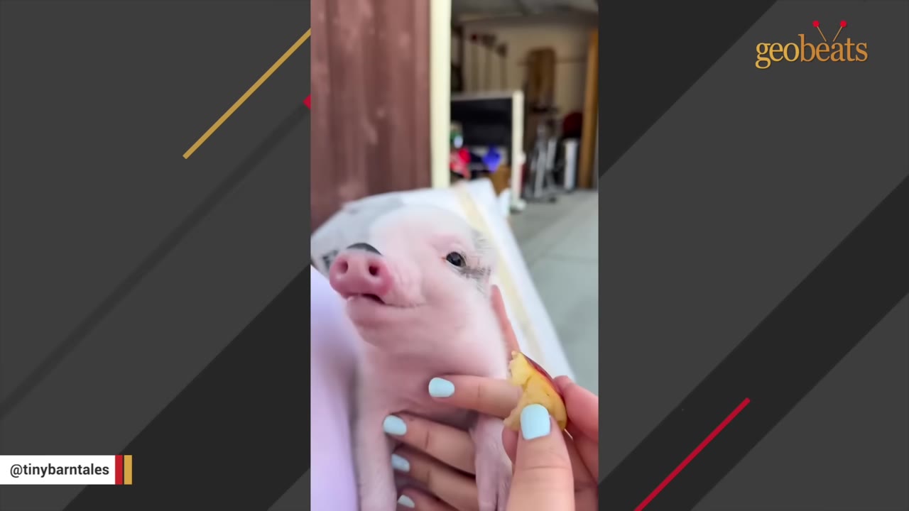 A close-up of a small pink piglet being held and hand-fed a slice of fruit by a person with light blue nail polish.