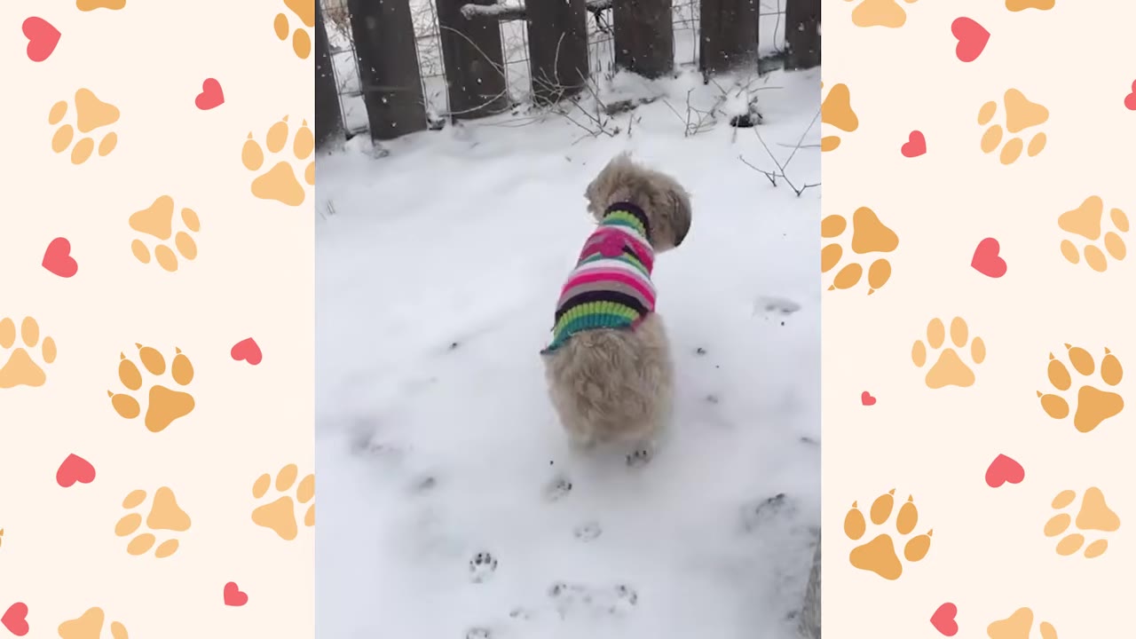 A small fluffy dog wearing a colorful striped sweater stands in the snow, looking towards a wooden fence.
