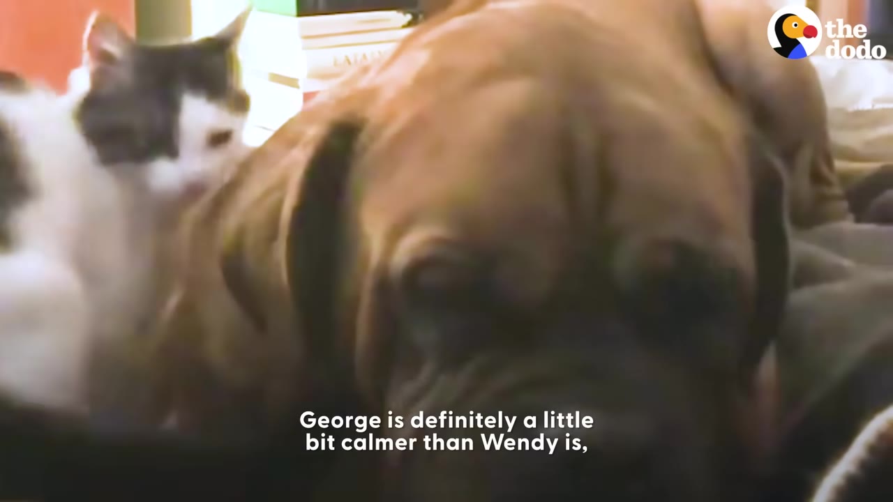 A large brown dog lies down with a small black and white kitten sitting close behind its head.