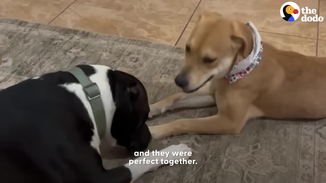 A black and white dog and a tan dog with a floral collar lie facing each other on a patterned rug.