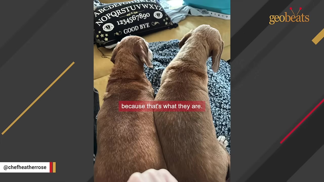 Two brown dogs sitting side-by-side on a couch, viewed from behind.