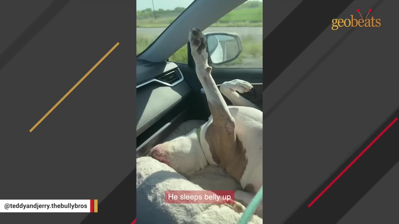A white and brown dog sleeping belly up in the passenger seat of a car with one paw stretched straight up in the air.