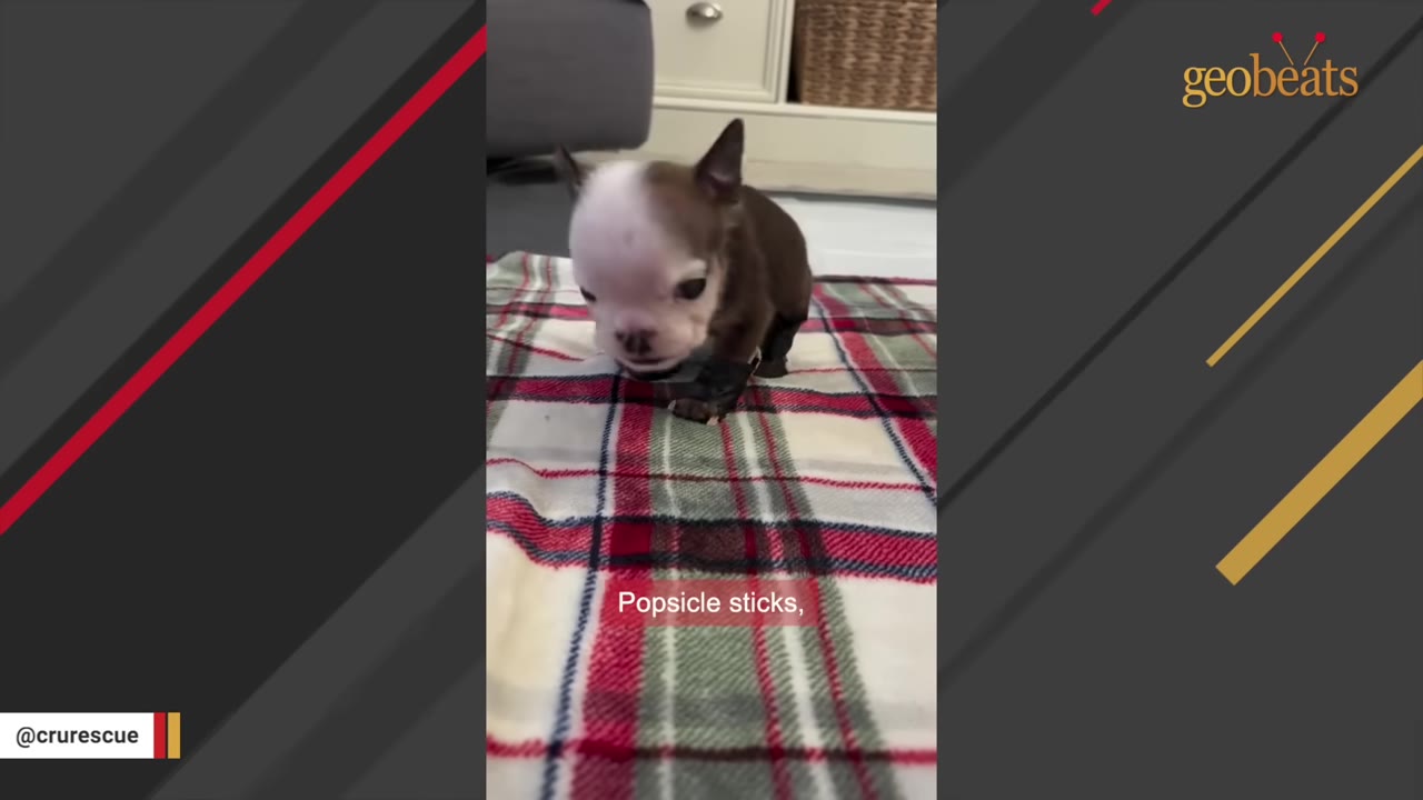 A tiny brown and white puppy stands on a red, white, and green plaid blanket, wearing small black splints on its front legs.