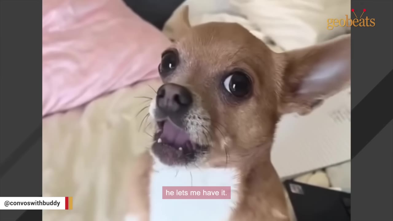 A close-up shot of Buddy, a brown and white Chihuahua, looking up with an expressive, wide-eyed face and his mouth open as if vocalizing.