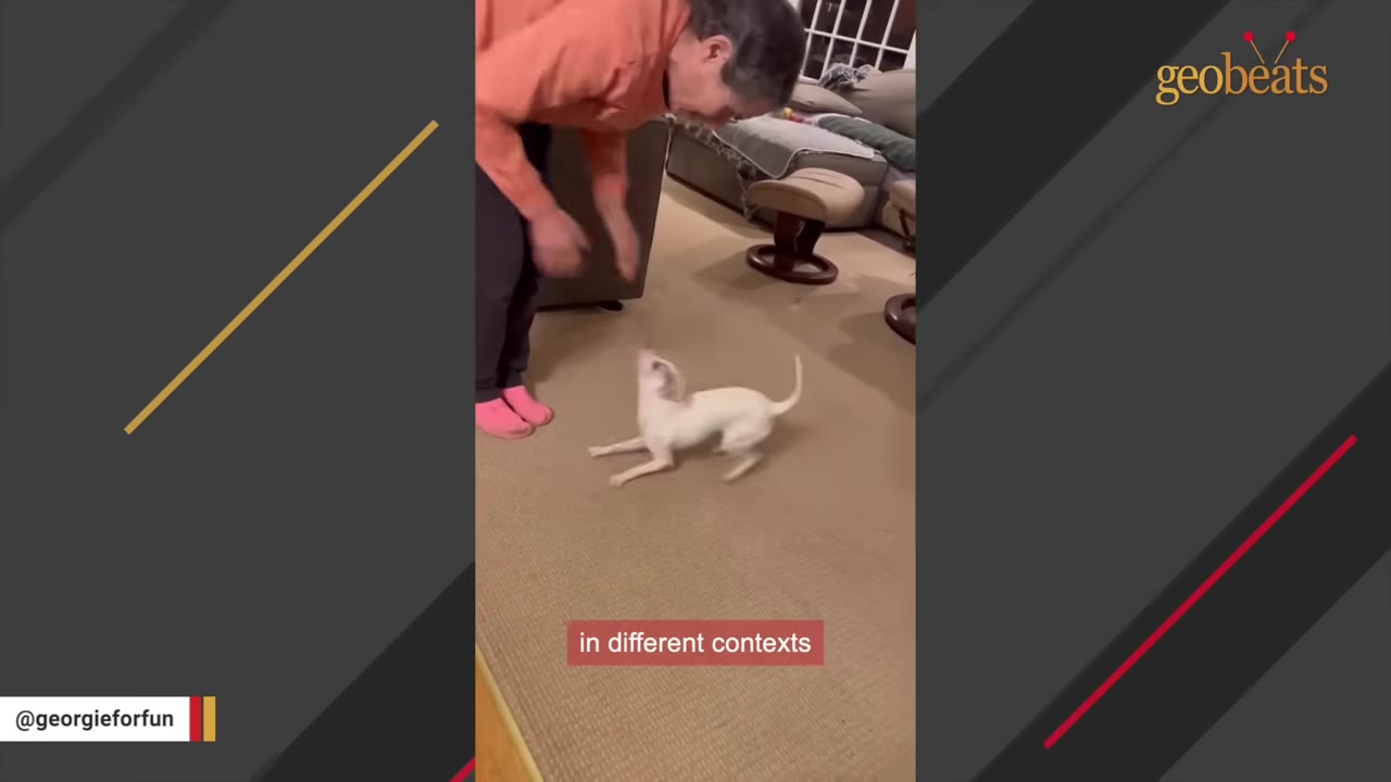 A person in an orange shirt bends down to blow air at a small white dog on a carpeted floor, who looks up in response.