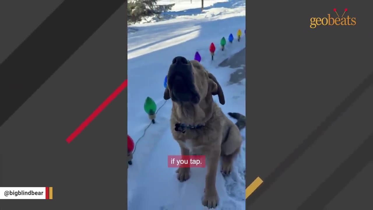A brown dog named Bear sits in the snow, tilting his head upward as if listening intently.