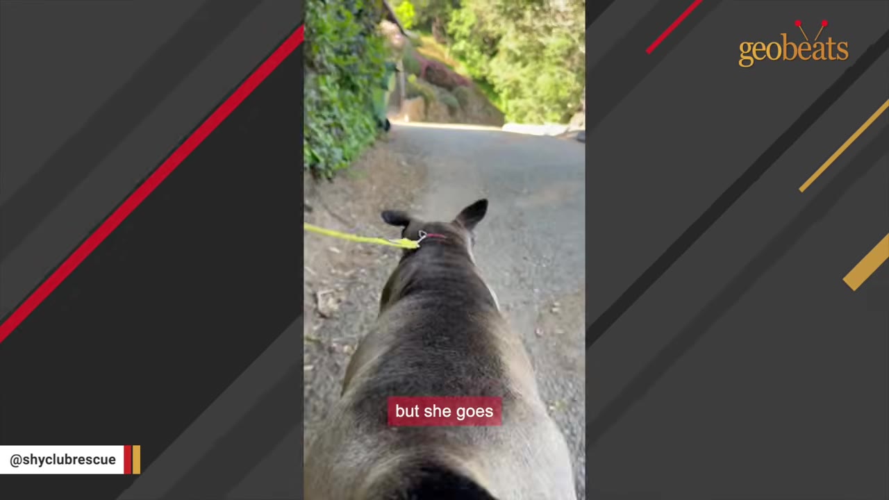 A view from behind of a grey and white dog walking on a leash up a paved path surrounded by green foliage.