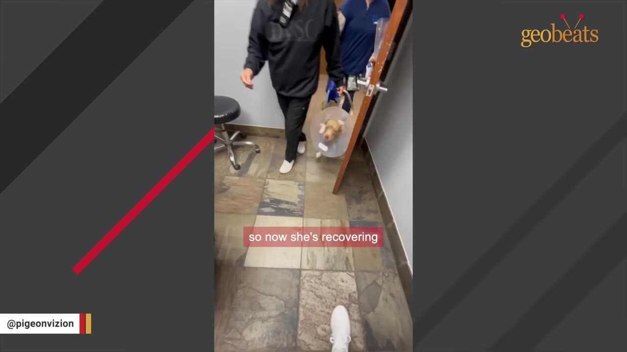 A small tan dog wearing a plastic protective cone collar is walked through a doorway by veterinary staff.