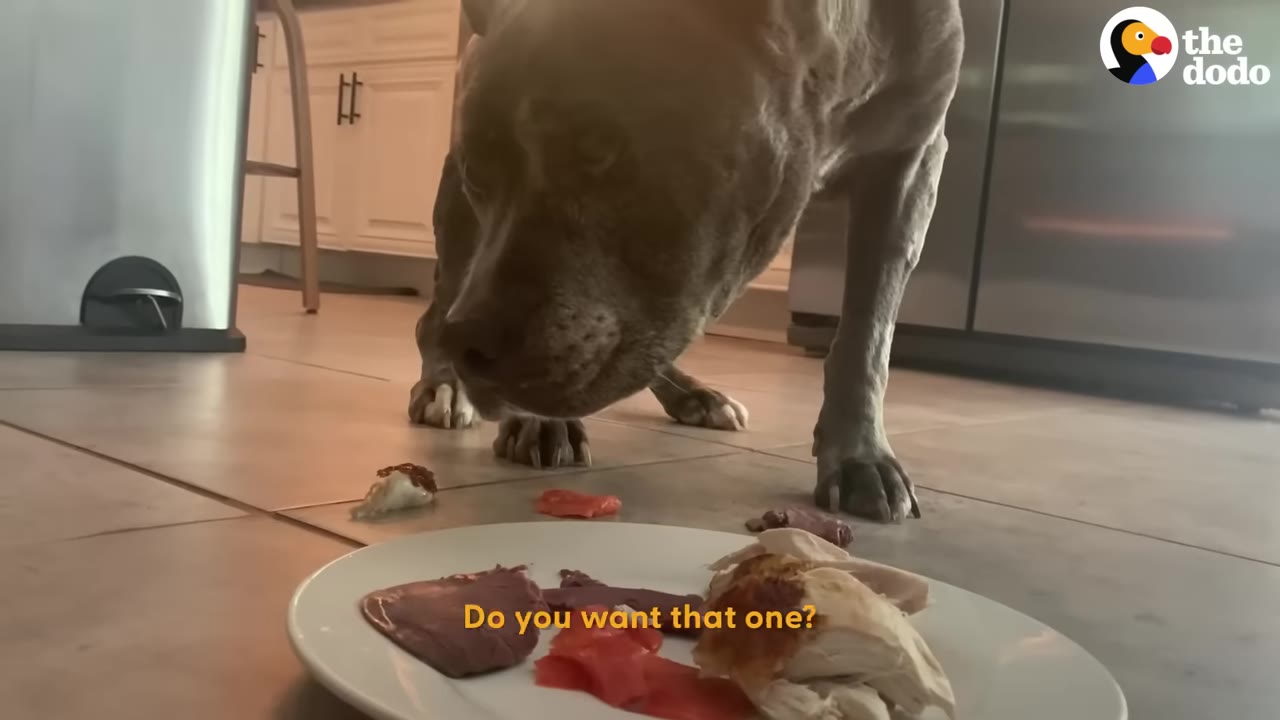 A grey pit bull sniffs a plate of sliced meats, including chicken and salmon, on a kitchen floor.