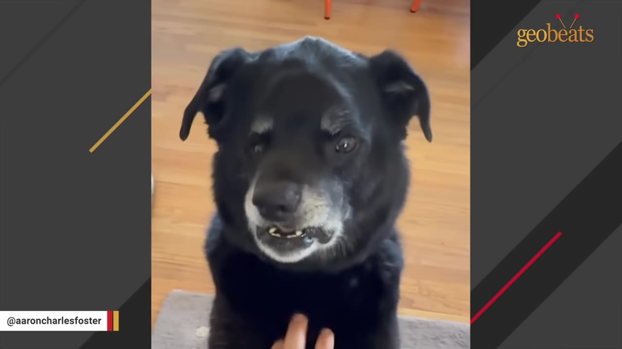A close-up of a black dog with a grey muzzle looking directly at the camera with its mouth slightly open, showing its teeth.