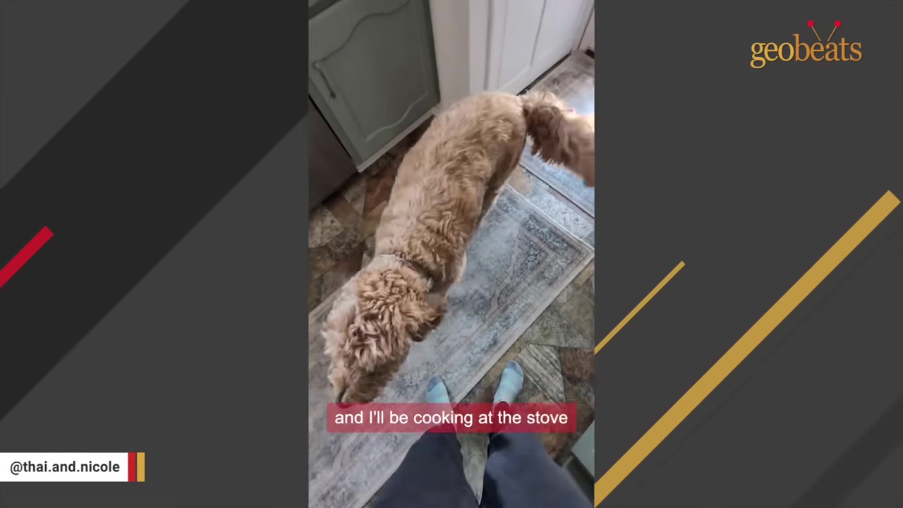 A fluffy golden dog standing on a rug in a kitchen next to a person's feet.