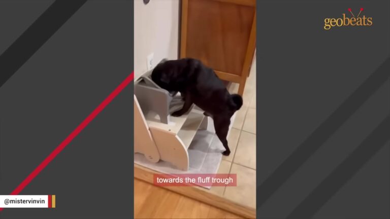 Virginia Pug’s Strange Staircase Feeding Setup Looks Funny Until You Learn Why He Needs It