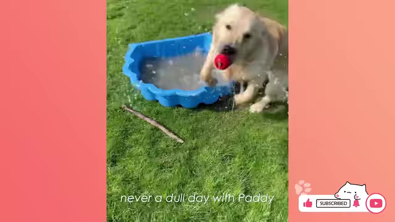 A golden retriever energetically splashes near a blue plastic pool on a grassy lawn while holding a red ball in its mouth.