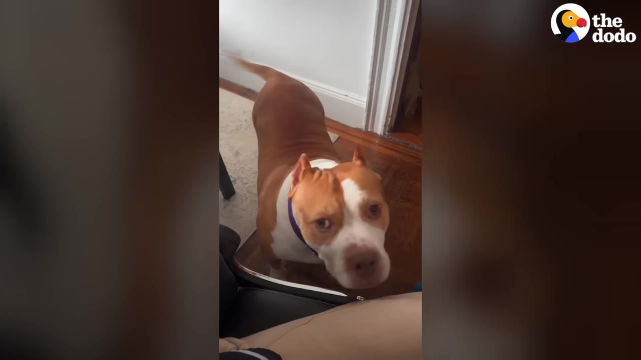 A brown and white pit bull stands indoors, looking up with an attentive and sweet expression while wagging her tail.