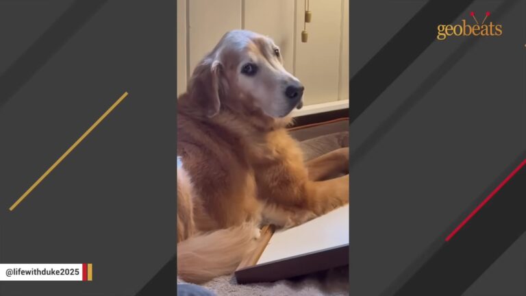 Virginia Dog Passed From Home To Home Keeps Carrying Strange Objects To His Bed For A Heartbreaking Reason