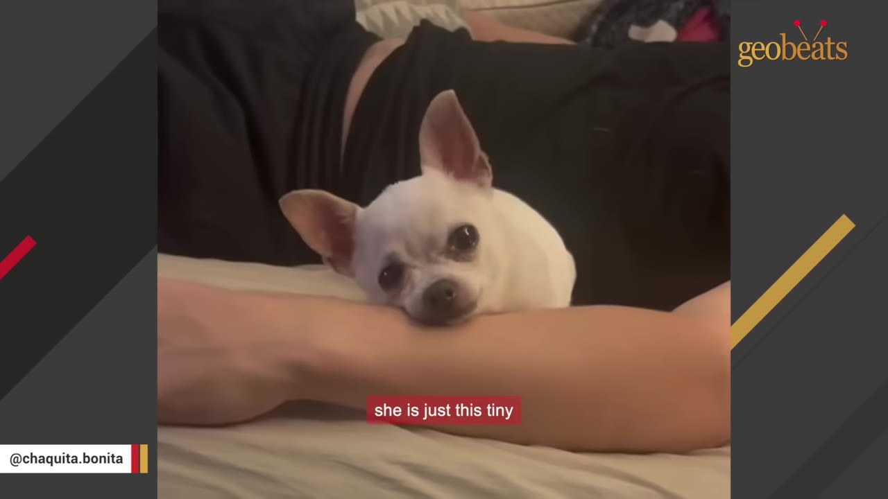 A small white chihuahua resting its head on a person's arm while lying down.