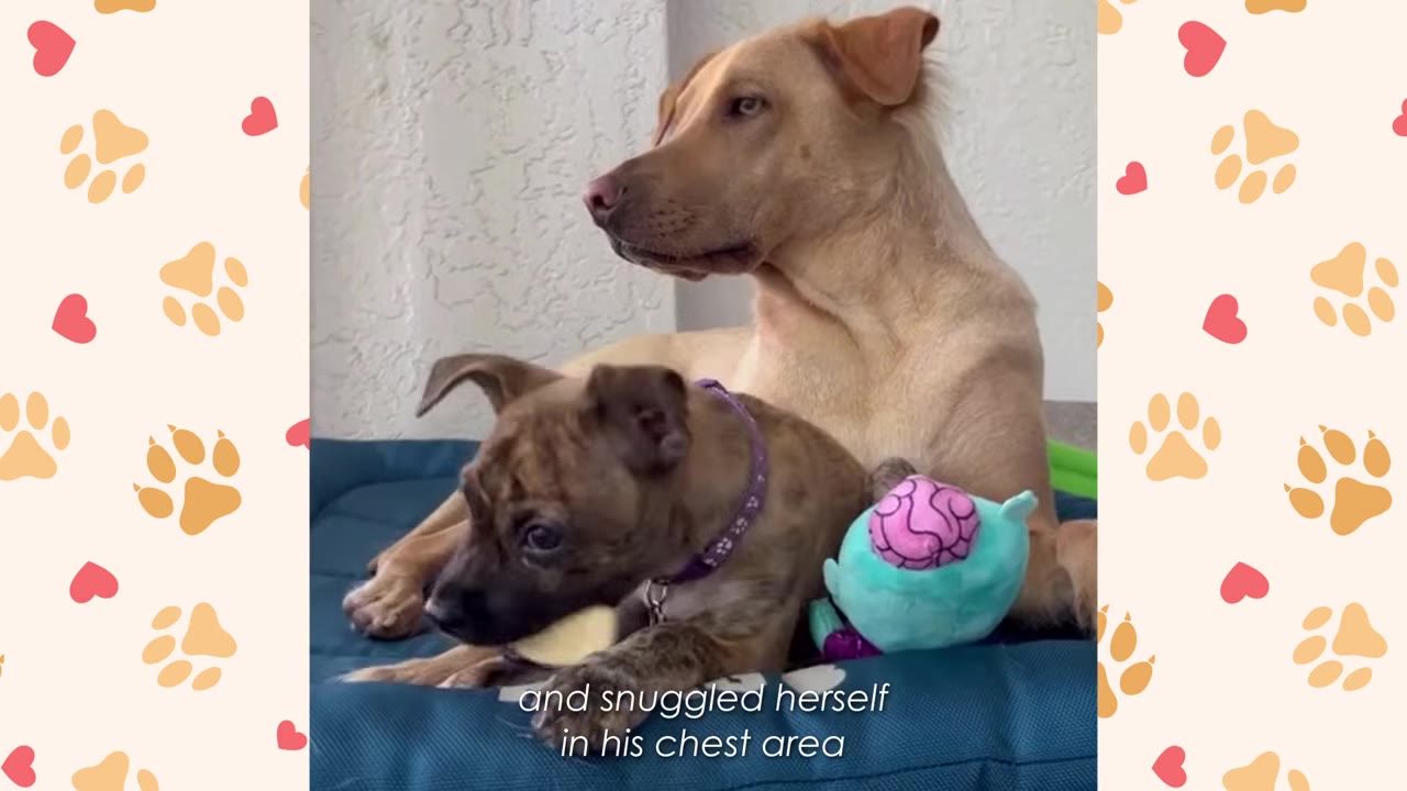 A brindle puppy snuggles against the chest of a larger tan dog resting on a blue dog bed.