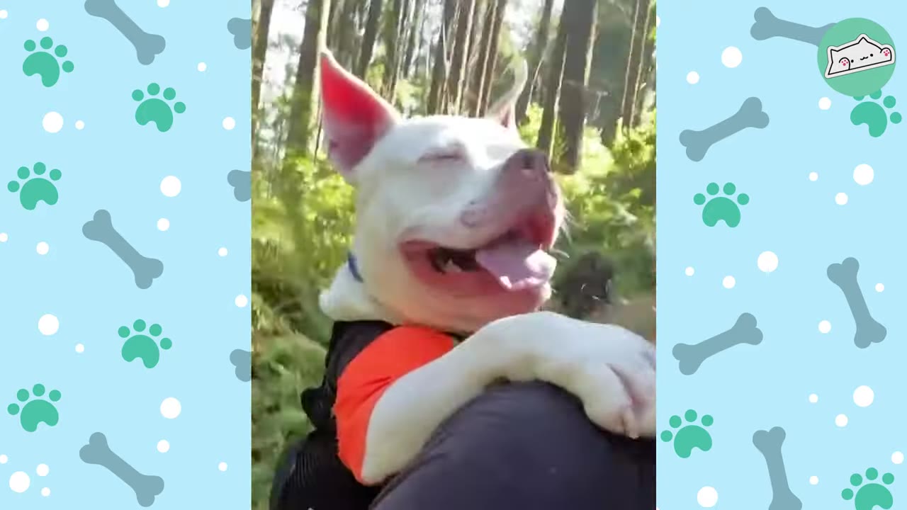 A happy white dog with pink ears and a black and orange harness smiles while being carried on a person's back through a sunny forest.