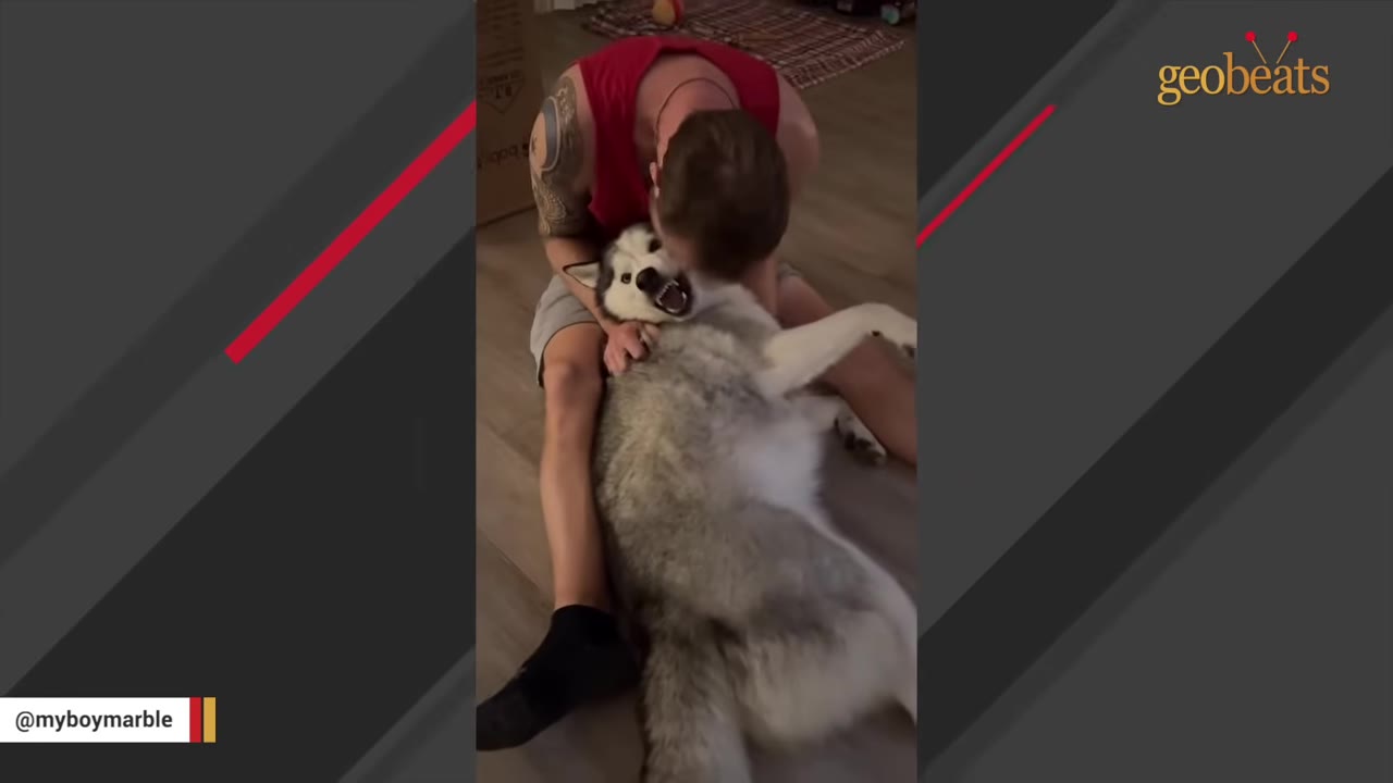 A man in a red tank top sits on the floor, hugging and playing with a large grey and white husky who is lying on its back.