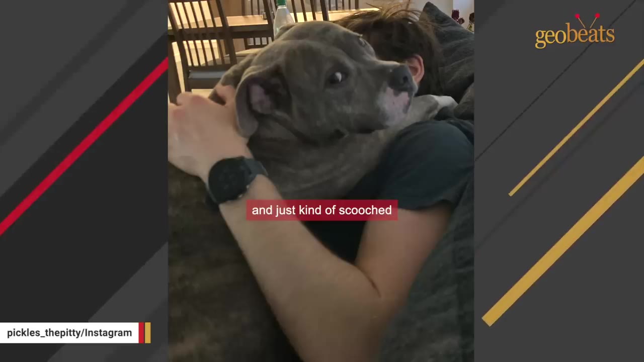A gray pit bull lies on top of a man on a couch, looking back over its shoulder at the camera with a side-eye expression.