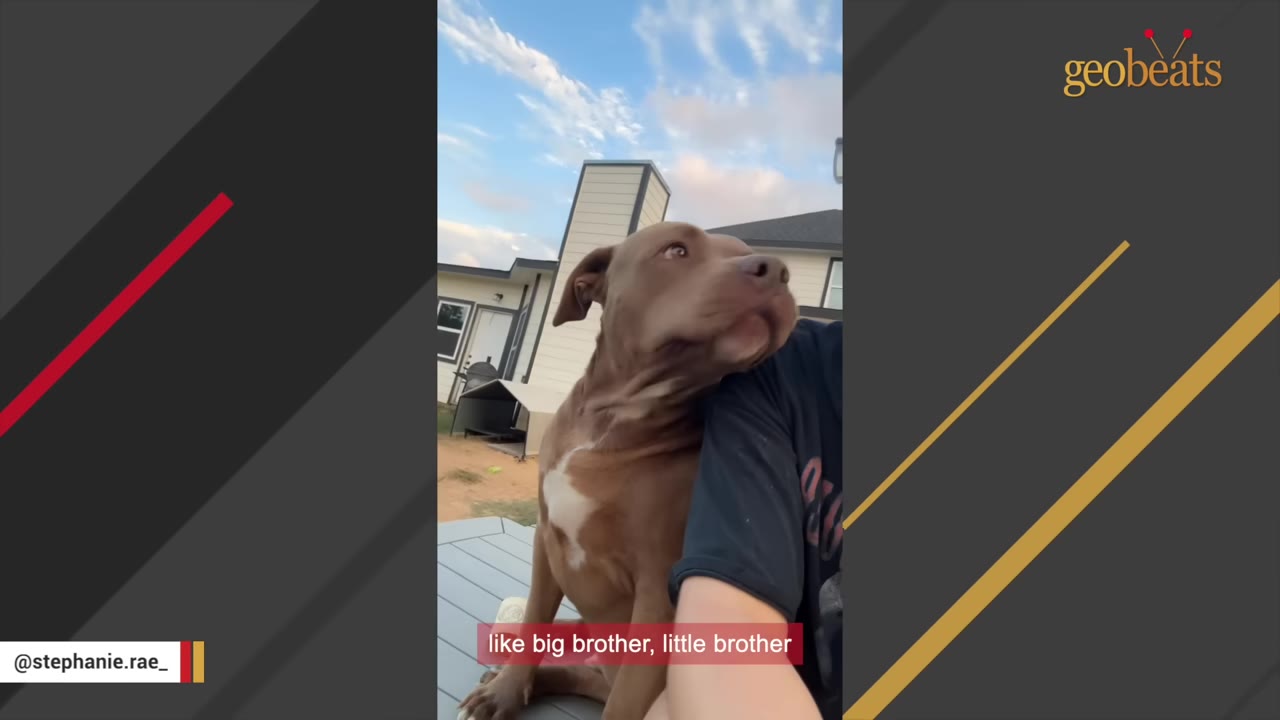 A brown dog with a white chest patch sits on a deck next to a person, looking up affectionately with the subtitle 'like big brother, little brother'.