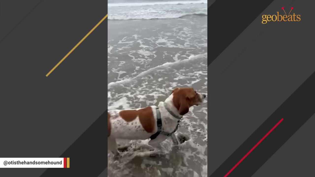 A brown and white hound dog wearing a harness stands in the shallow ocean waves on a sandy beach.