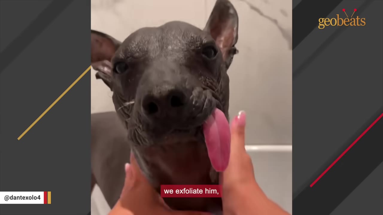 A close-up of a hairless dog, Dante, being gently held by a person's hands around his neck and chin, with the subtitle 'we exfoliate him,'.