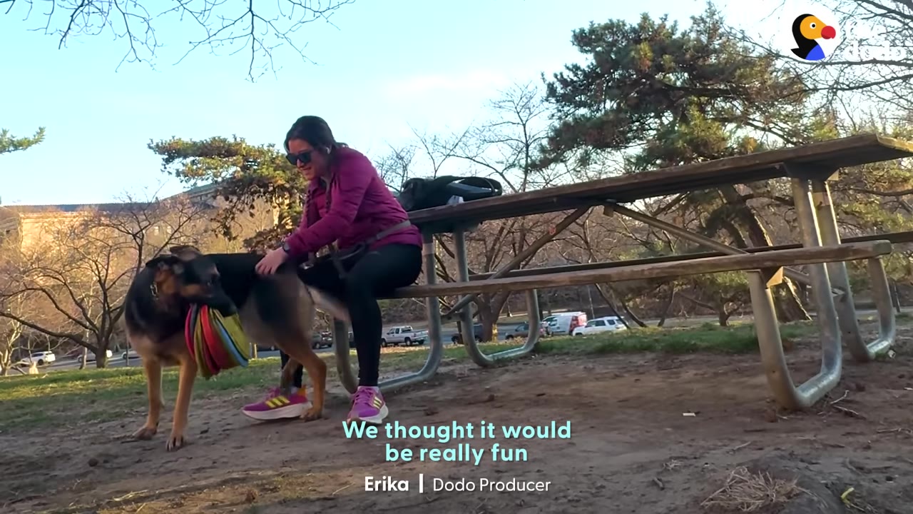 A German Shepherd dog stands in a park holding a colorful toy in its mouth while a woman in a purple jacket sits on a picnic table and pets it.