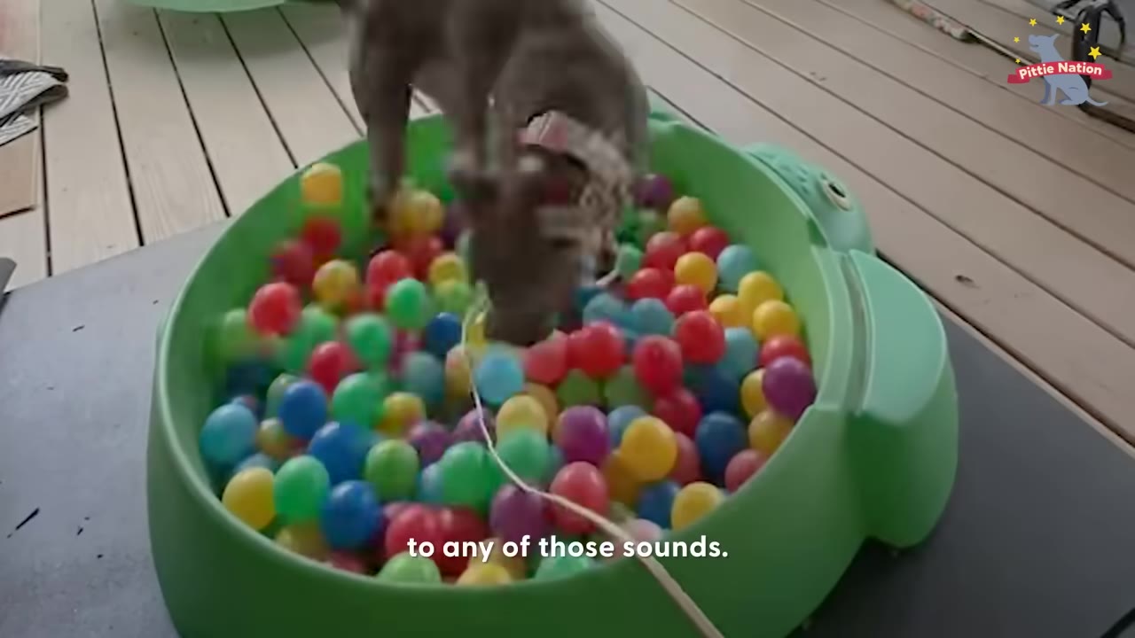 A grey dog standing inside a green plastic turtle-shaped ball pit filled with colorful plastic balls on a wooden deck.