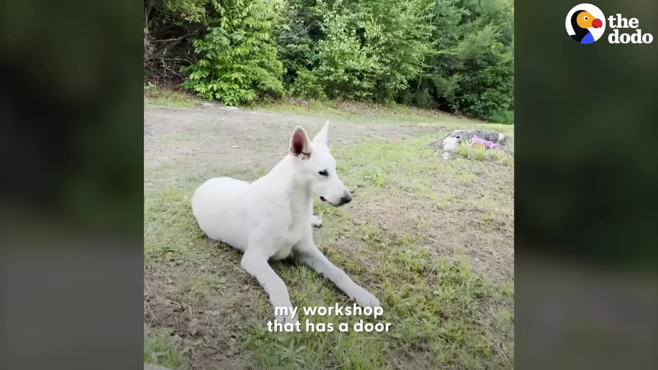 A white dog lies on the grass with text overlay reading 'my workshop that has a door'.